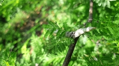 Colecerus
