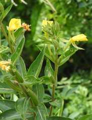 Oenothera oakesiana