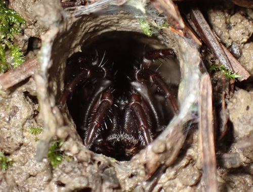 Pacific Foldingdoor Spider
