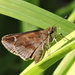 Clouded Skipper - Photo (c) Sam Kieschnick, some rights reserved (CC BY), uploaded by Sam Kieschnick