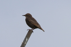 Sturnus vulgaris faroensis