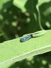 Graphocephala lugubris