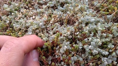 Atriplex buchananii