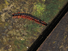 Helicorthomorpha