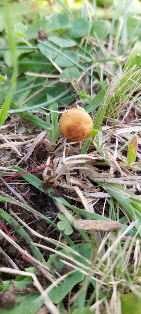 Agrocybe pediades · March 2025 · photo: © laurabm2020 (iNaturalist, cc-by)