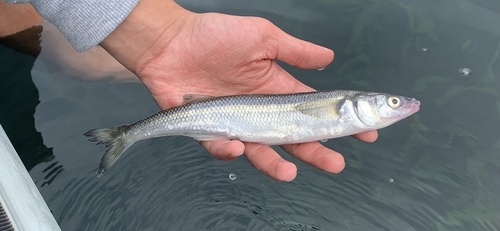 Maule silverside (Odontesthes mauleanum) — Atherinopsidae — 2