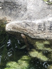 Nerodia sipedon