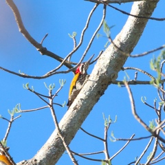 Chrysocolaptes guttacristatus