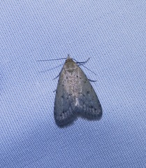 Dasyblemma straminea