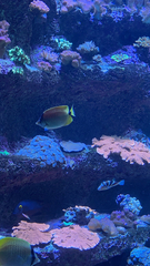Chaetodon