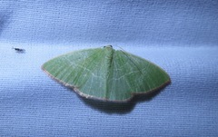 Nemoria leptalea