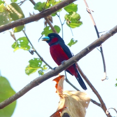 Cymbirhynchus macrorhynchos