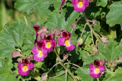 Proboscidea louisianica fragrans