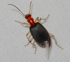 Brachinus adustipennis