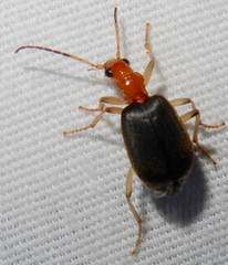 Brachinus adustipennis