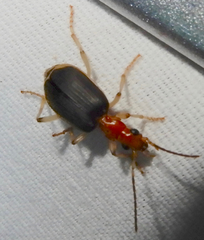 Brachinus adustipennis