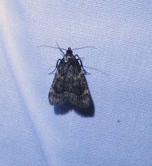 Aglossa cacamica