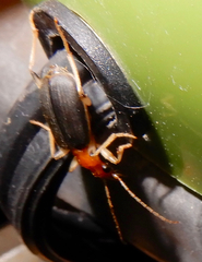 Brachinus adustipennis