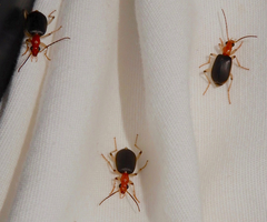 Brachinus adustipennis