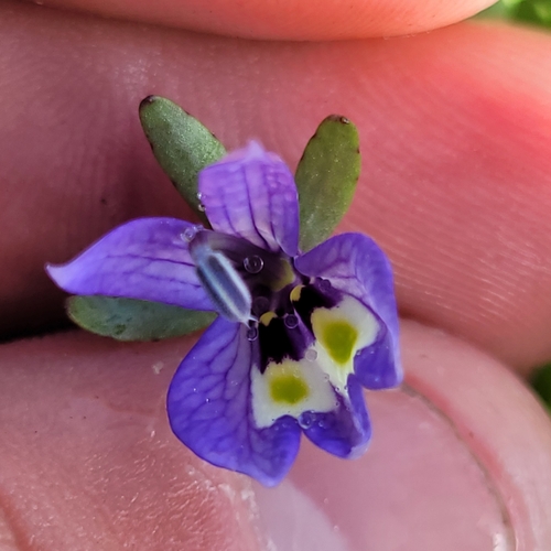 Image of Downingia insignis by (c) Konshau Duman, some rights reserved (CC BY)