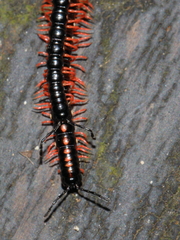 Helicorthomorpha