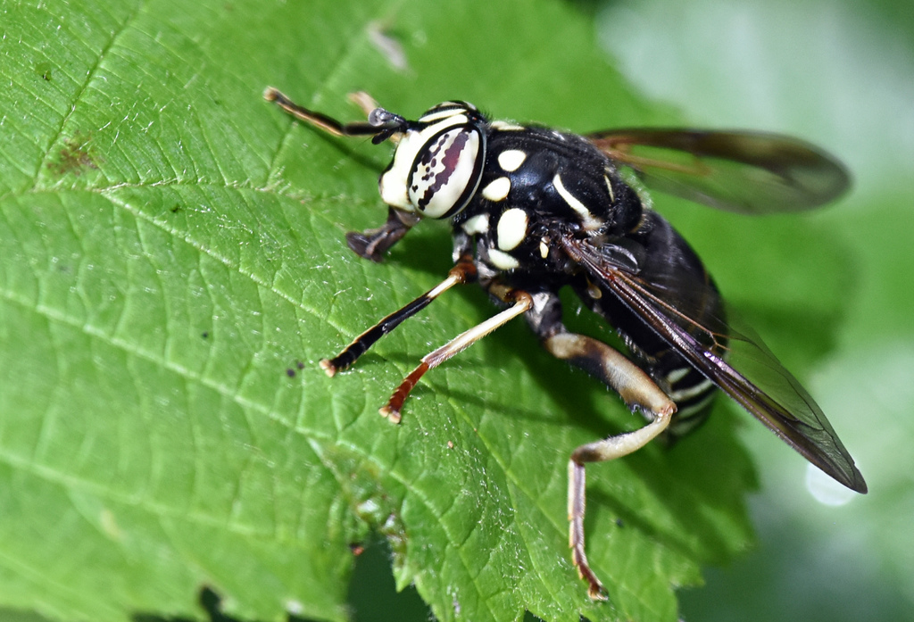 Bald-faced Hornet Fly