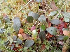 Mazus arenarius