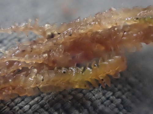 Image of Marsupella emarginata by no rights reserved