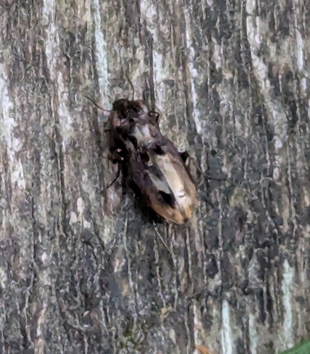 Notiophilus sylvaticus photo 3