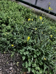 Diplotaxis tenuifolia
