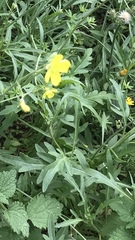Diplotaxis tenuifolia