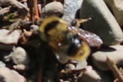 Bombus kirbiellus