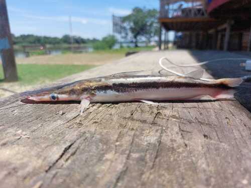 Slender shovelnose catfish (Sorubim elongatus) — Pimelodidae