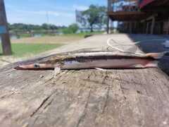 Slender Shovelnose Catfish photo 1