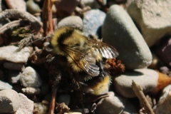 Bombus kirbiellus