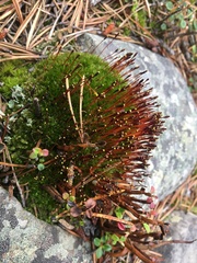 Tetraplodon mnioides