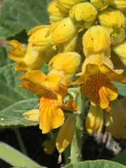 Ibicella lutea
