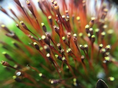 Tetraplodon mnioides