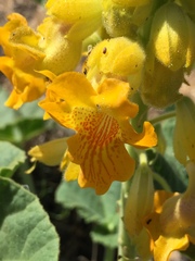 Ibicella lutea