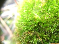 Tetraplodon mnioides