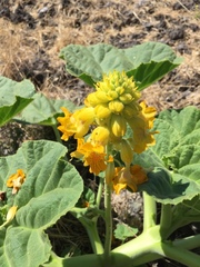 Ibicella lutea
