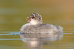 Silvery Grebe photo 3