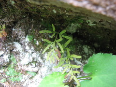Cryptogramma stelleri