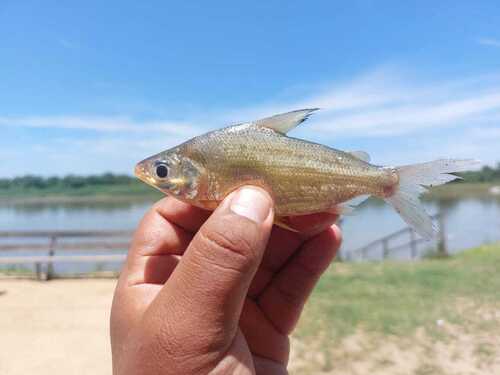 Steindachnerina leucisca — Curimatidae