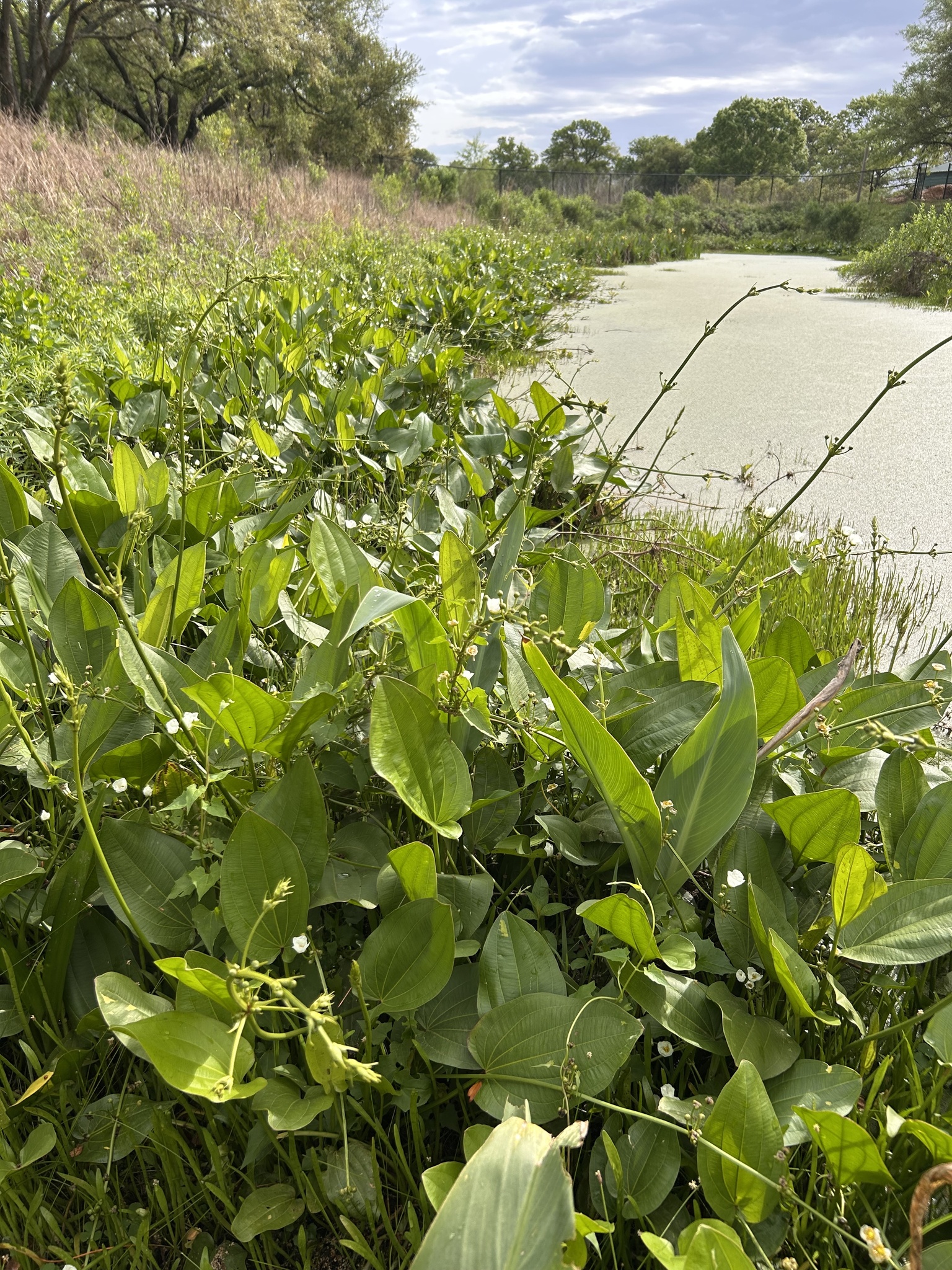 Imagem de Amazônia