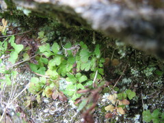 Cryptogramma stelleri