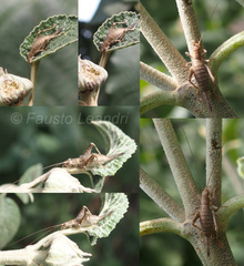 Arachnocephalus vestitus