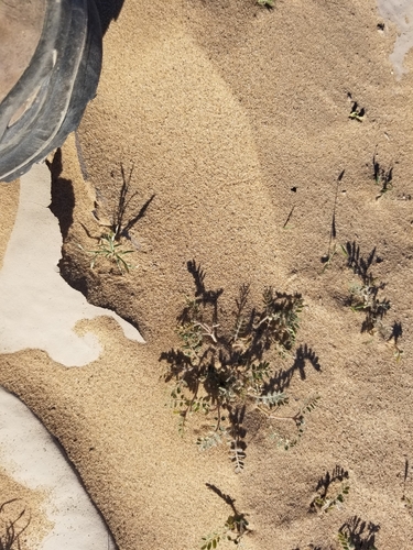 Image of Kallstroemia californica by (c) Bob Miller, some rights reserved (CC BY)