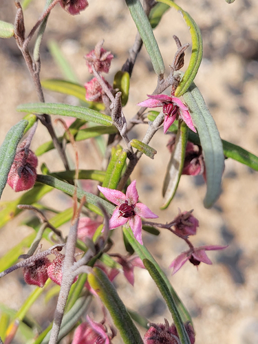 Lasiopetalum baueri, photograph 5