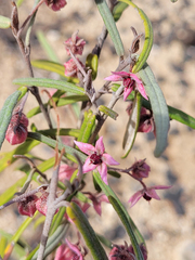 Lasiopetalum baueri, photograph (c) Eamonn Culhane, some rights reserved (CC BY)
